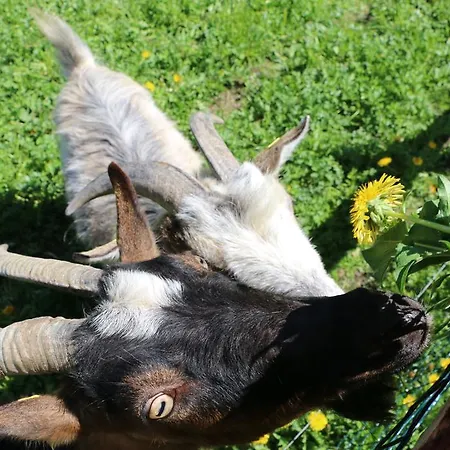 Matzhof Appartement *