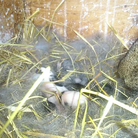 Matzhof Appartement Leogang