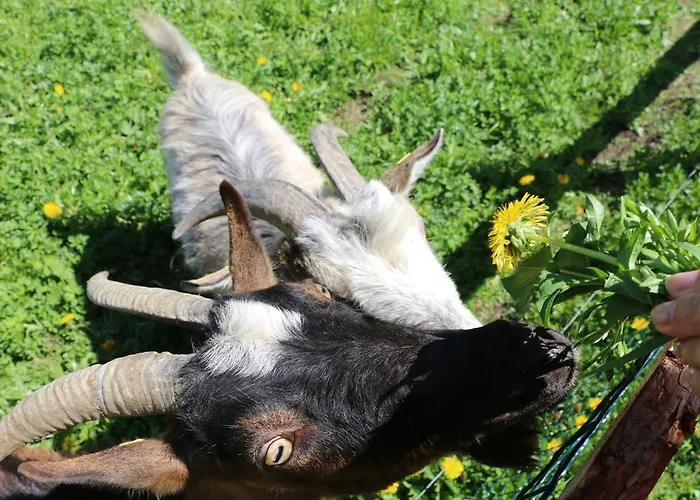 Matzhof Apartamento *