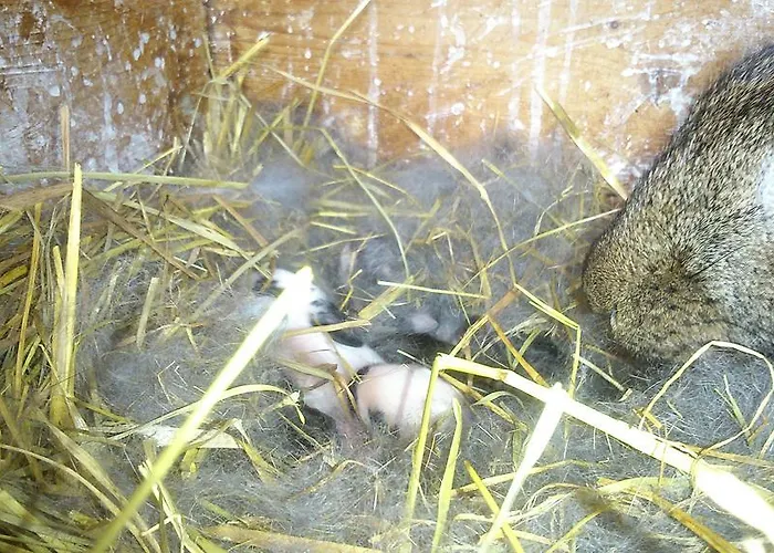 Matzhof 아파트 레오강